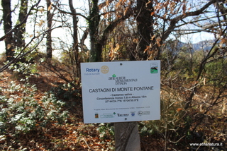 Castagni monte Fontane